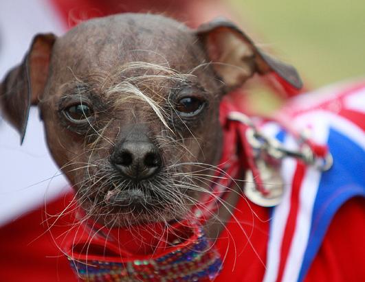 'World's Ugliest Dog'