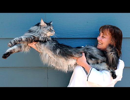 'Skinny' the 41-Pound Cat Up for Adoption