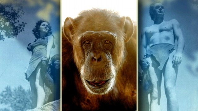 VIDEO: The famous chimpanzee died at a Florida animal sanctuary.
