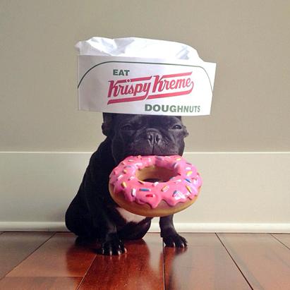 Trotter The Fashionable Pup