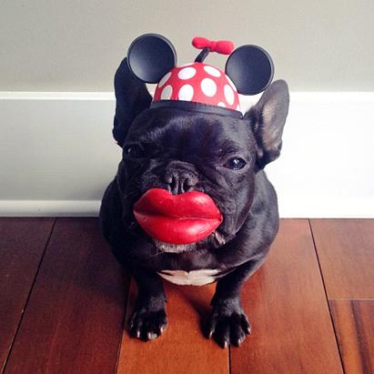 Trotter The Fashionable Pup