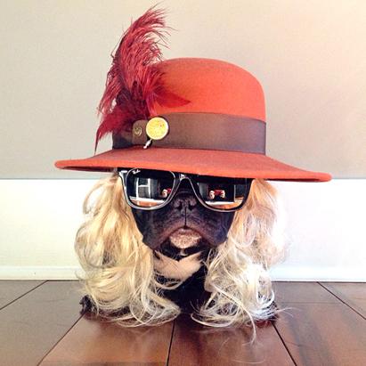 Trotter The Fashionable Pup