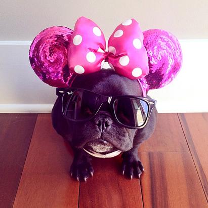 Trotter The Fashionable Pup