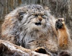Sourpuss Zoo Cat
