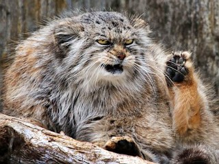 Photos: Cranky Zoo Cat Has Following