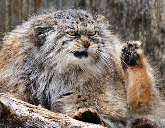 Sourpuss Zoo Cat