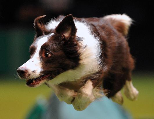 Crufts Dog Show