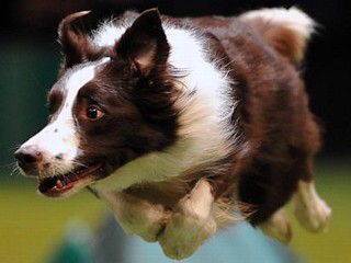 Photos: Pooches Bring Their A-Game