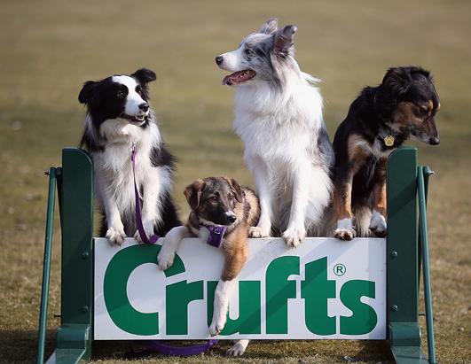 Crufts Dog Show