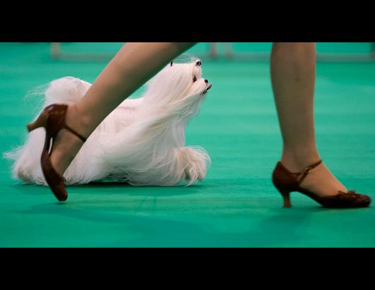 Crufts Dog Show