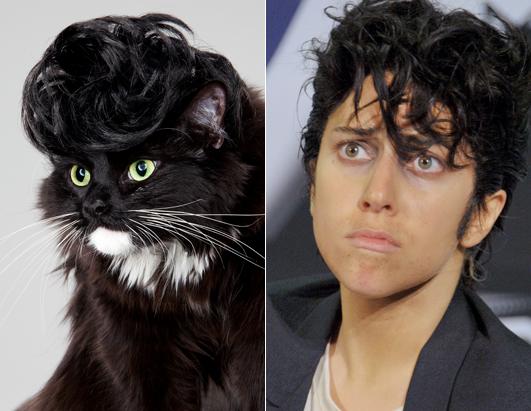 Cats as Celebrities