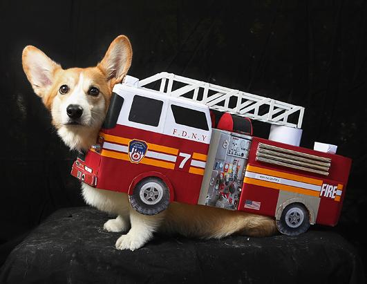 Dogs Dress Up for Halloween Parade