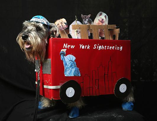 Dogs Dress Up for Halloween Parade