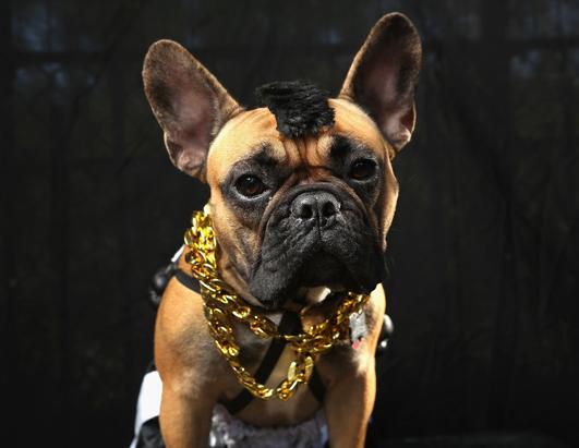 Dogs Dress Up for Halloween Parade