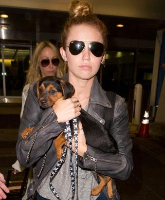 Ryan Gosling's Day With His Dog