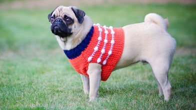 PHOTO: Pug in red sweater vest.