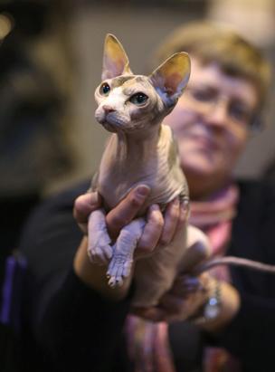Britain's Supreme Cat Show