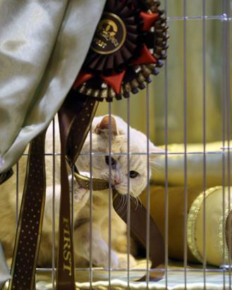 Britain's Supreme Cat Show