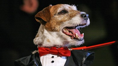 PHOTO: Uggie