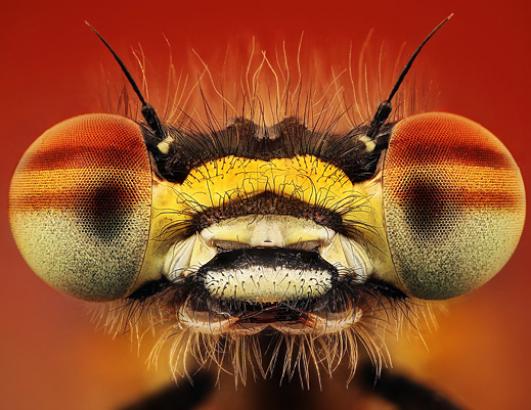 Insect Head shots 