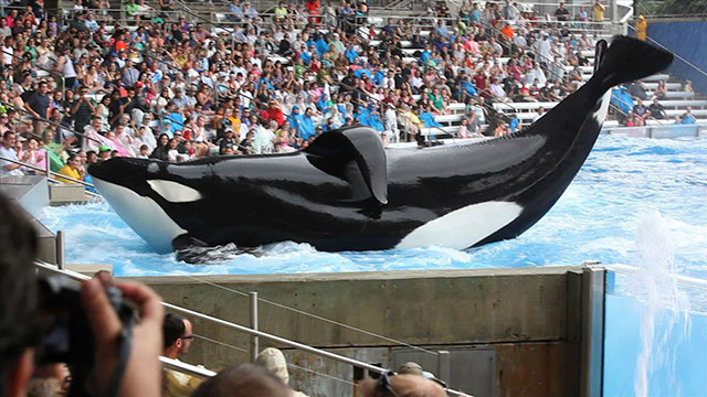 PHOTO: "Blackfish," a documentary focused on SeaWorld Orlandos orca Tilikum and claims captivity traumatizes killer whales, is being shown at the American Film Institutes AFI Docs film festival in Washington, D.C.
