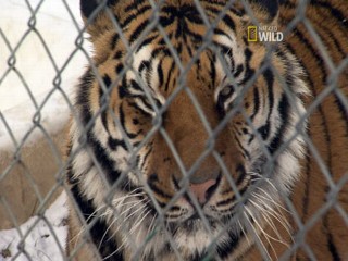 Interventionists Tame Exotic Pet Owners