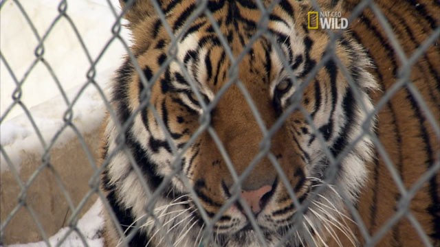 PHOTO: Alison Eastwood and Donald Schultz are animal interventionists who try to tame out-of-control exotic animal lovers. They star in National Geographic's TV show,