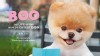 Famous dog BOo has a book out called, 