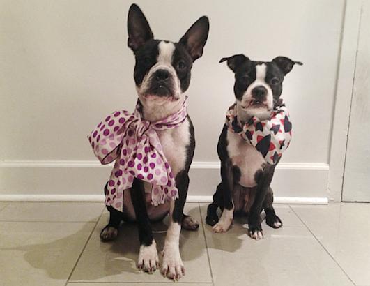 Pets Bundle Up For Winter