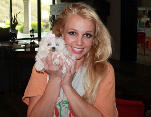 Britney's New Dog
