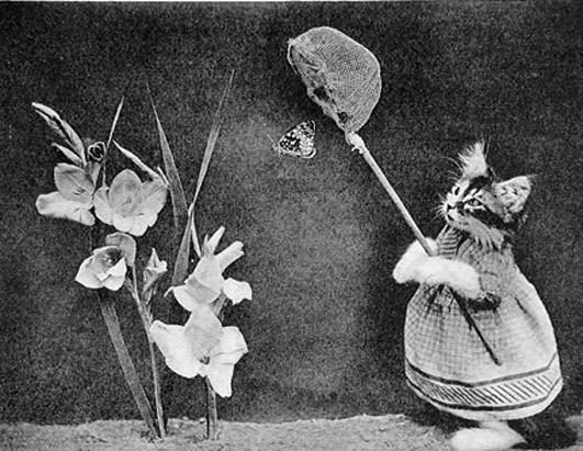 Novelty Cat Images From The Turn of the Century 