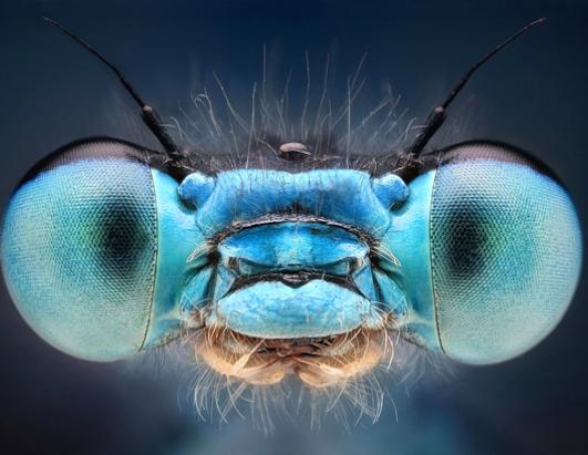 Insect Head shots 