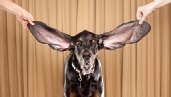 PHOTO: 'Guinness Records' Profiles Wacky Celebs Across the Globe