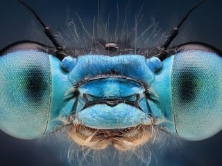 Photos: Stunning Images of Insects Reveal Amazing Colors