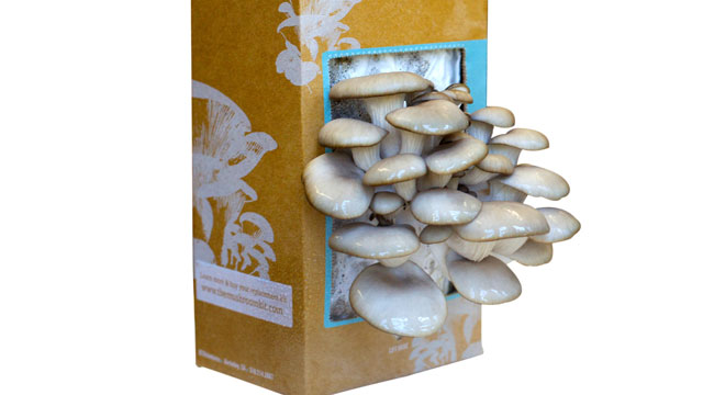 PHOTO: The "Back to the Roots" mushroom growing kit is shown here.