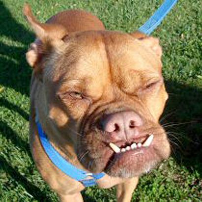 Is This the World's Ugliest Dog?