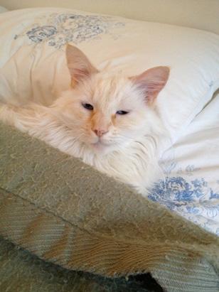 Pets Bundle Up For Winter