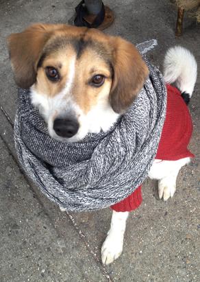 Pets Bundle Up For Winter