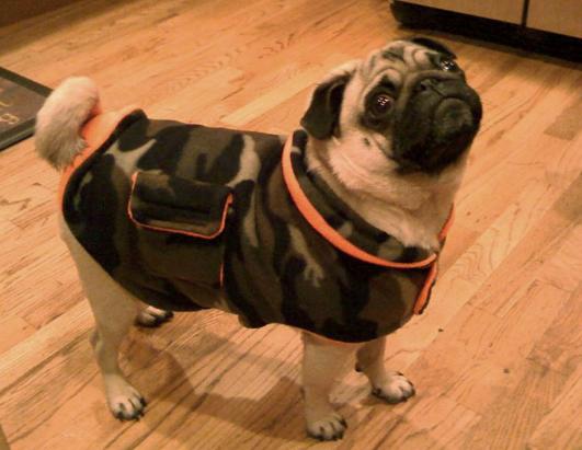 Pets Bundle Up For Winter