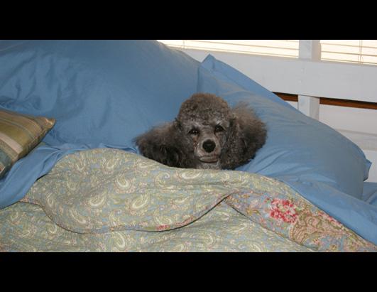 Pets Bundle Up For Winter