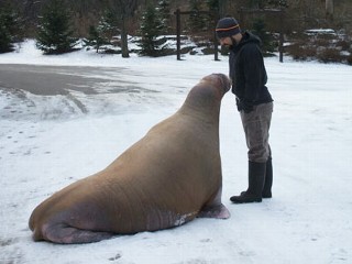 'Kanye West' of Animal Training Battles Niagara Theme Park Lawsuit