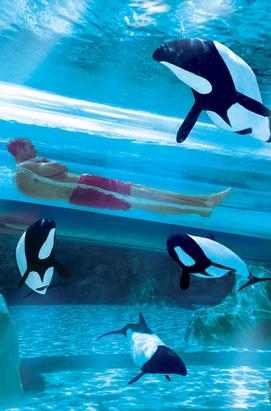 America's Amazing Waterslides