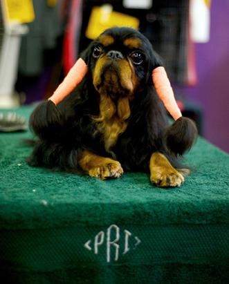 Faces of the Westminster Dog Show 2013