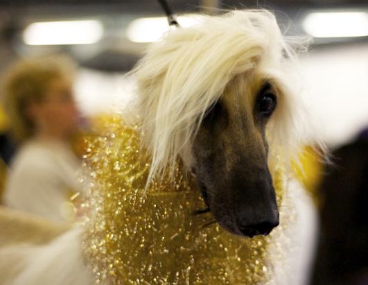 Faces of the Westminster Dog Show 2013
