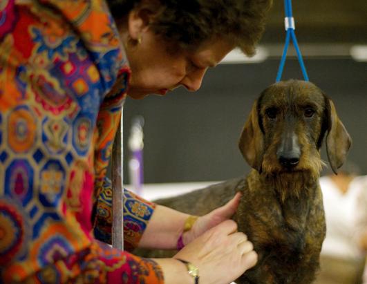 Faces of the Westminster Dog Show 2013