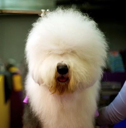 Faces of the Westminster Dog Show 2013
