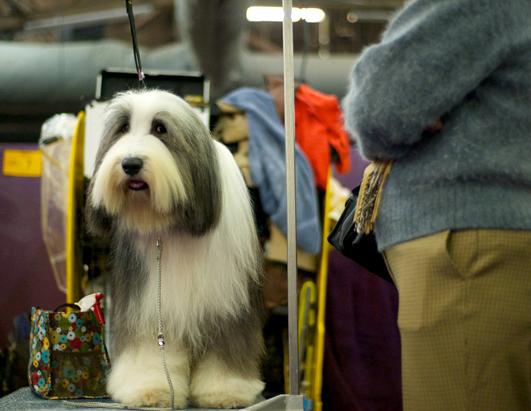 Faces of the Westminster Dog Show 2013