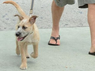 Photos: What Star Has Dog Named Fish?