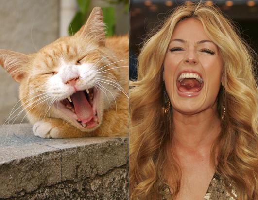 Cats as Celebrities