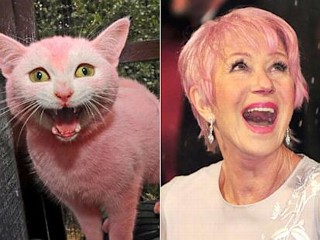 Photos: Celebrity Cat Lookalikes